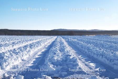 畑の雪割り