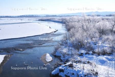 十勝川と樹氷と白鳥