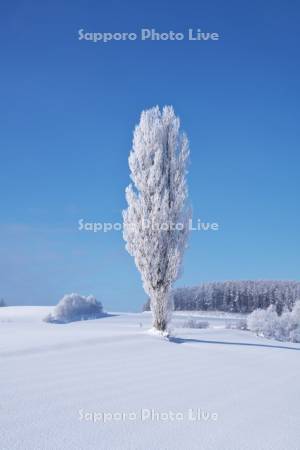樹氷のポプラの木