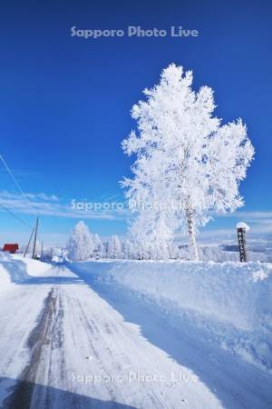 ジェットコースターの路と樹氷の木