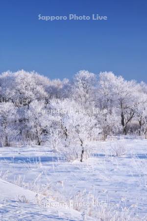 根釧原野の樹氷