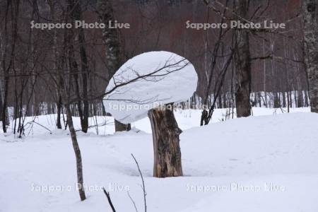 雪帽子を被ったキノコの様な木