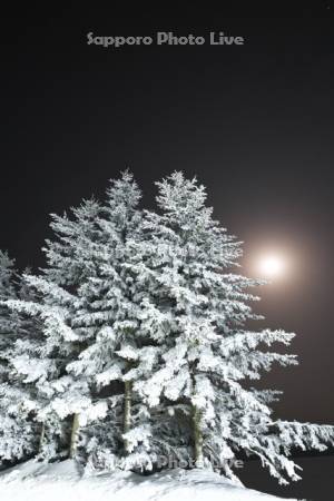 樹氷の木と月