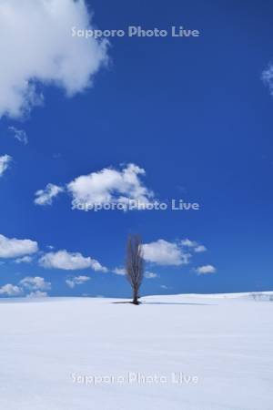 ポプラの木と雲と雪原