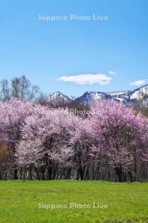 ふらのぶどうヶ丘公園の桜と北の峰