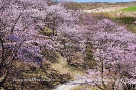 深山峠の桜