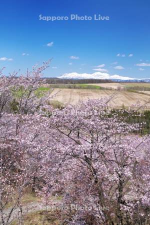 深山峠の桜と大雪山