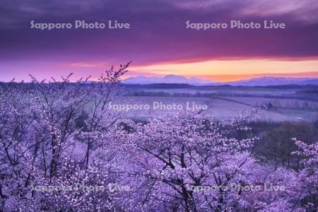 深山峠の桜と大雪山の朝