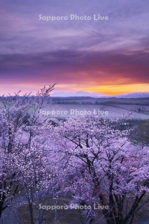 深山峠の桜と大雪山の朝