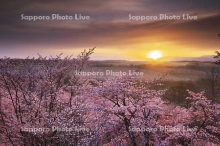深山峠の桜と大雪山の日の出