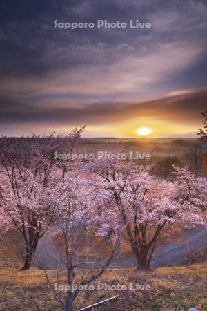 深山峠の桜と大雪山の日の出