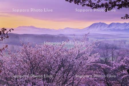 深山峠の桜と十勝岳連峰の朝
