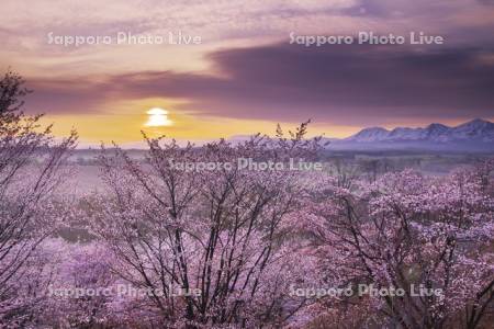 深山峠の桜と十勝岳連峰の日の出