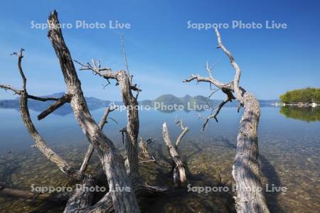 洞爺湖と枯れ木
