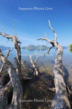 洞爺湖と枯れ木