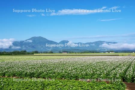 ニセコ連峰とジャガイモの花