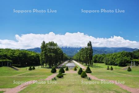 前田森林公園　ポプラ並木