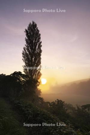 ポプラの木と日の出