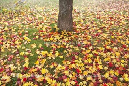 かなやま湖の紅葉の落ち葉