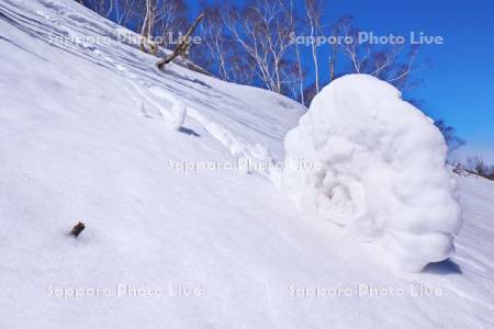 雪まくり（80㎝弱）