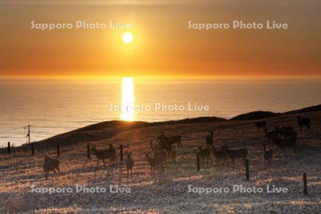 襟裳岬のエゾシカと日の出と太平洋