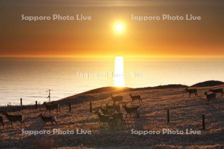 襟裳岬のエゾシカと日の出と太平洋
