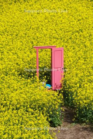 菜の花畑とどこでもドア