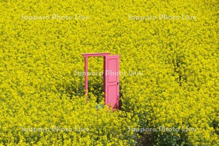 菜の花畑とどこでもドア