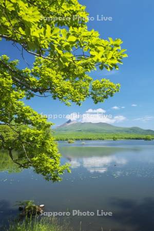 駒ケ岳と大沼の新緑