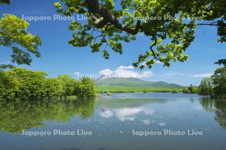 駒ケ岳と大沼の新緑