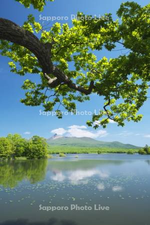 駒ケ岳と大沼の新緑