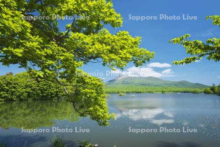 駒ケ岳と大沼の新緑