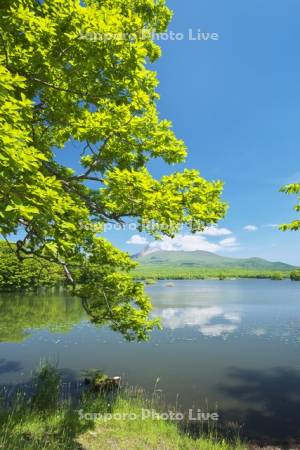 駒ケ岳と大沼の新緑