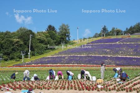 町営ラベンダー園と草取り