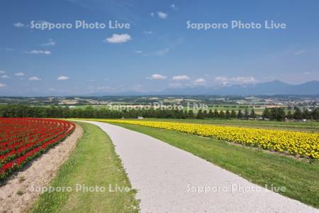 フラワーランド　十勝岳連峰とヘブンロード白い道