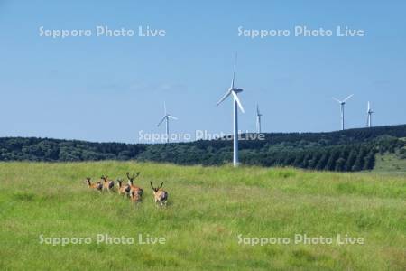 宗谷丘陵の風力発電とエゾシカ