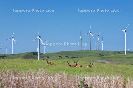 宗谷丘陵の風力発電とエゾシカ