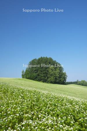 マイルドセブンの丘とソバの花