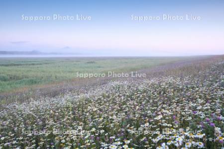 天塩川の朝の川霧と利尻島とオトンルイ風力発電