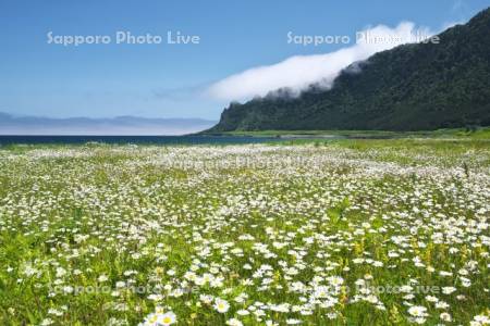 北見神威岬と野の花とオホーツク海の海霧