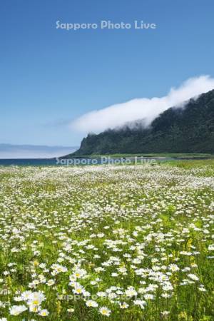 北見神威岬と野の花とオホーツク海の海霧