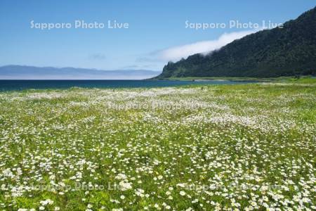 北見神威岬と野の花とオホーツク海の海霧