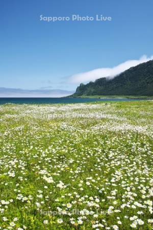 北見神威岬と野の花とオホーツク海の海霧