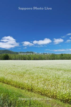 ソバの花（ソバ畑）