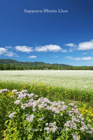 ソバの花（ソバ畑）と野の花