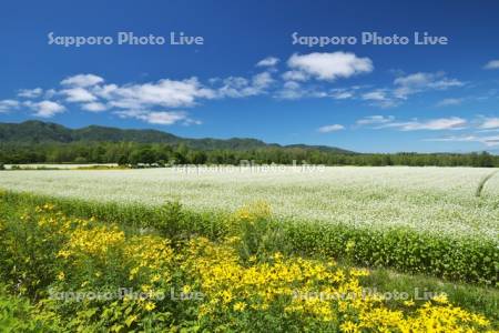 ソバの花（ソバ畑）と野の花