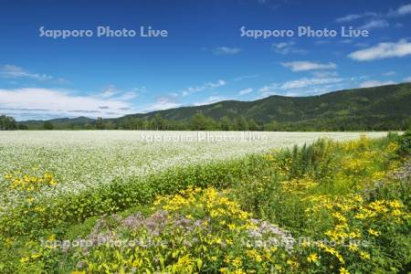 ソバの花（ソバ畑）と野の花