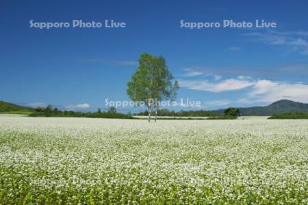 ソバの花（ソバ畑）　白銀の丘