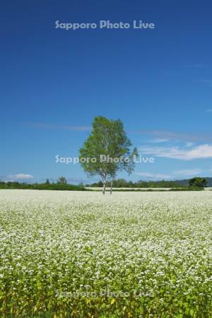 ソバの花（ソバ畑）　白銀の丘