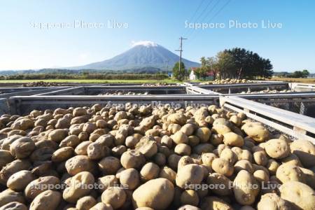 ジャガイモと羊蹄山